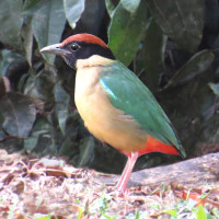 Noisy Pitta